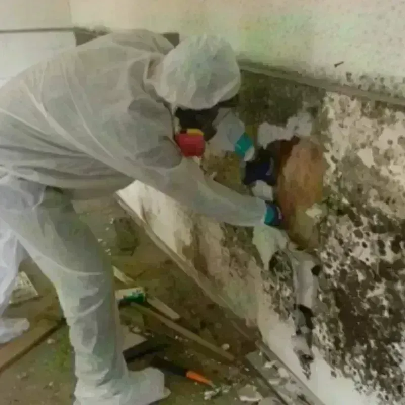 Mold Remediation and Removal in Lineville, AL